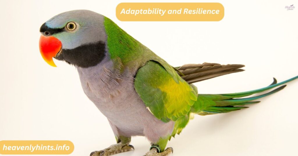 Adaptability and Resilience
