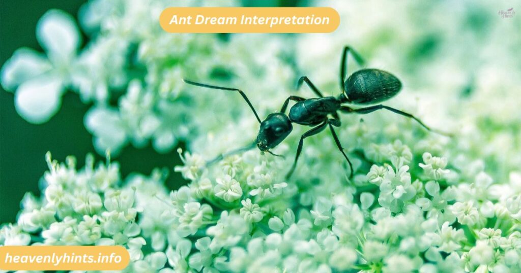 Ant Dream Interpretation