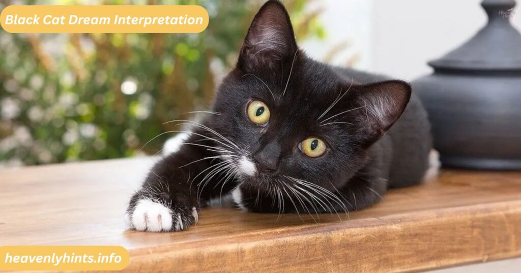 Black Cat Dream Interpretation