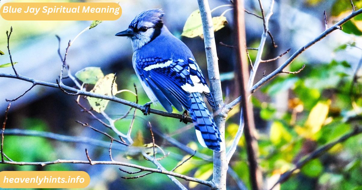 Blue Jay Spiritual Meaning