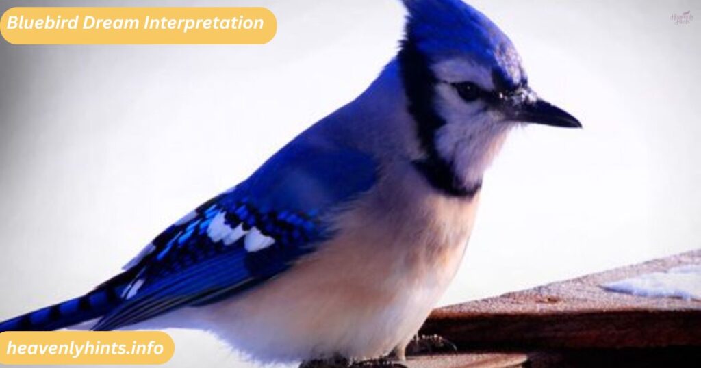 Bluebird Dream Interpretation