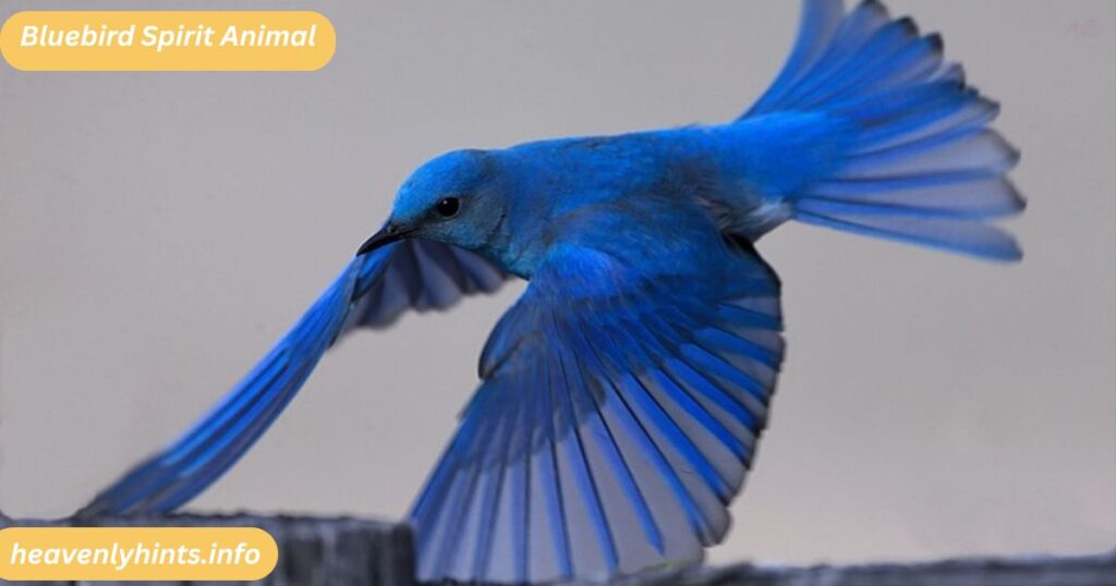 Bluebird Spirit Animal
