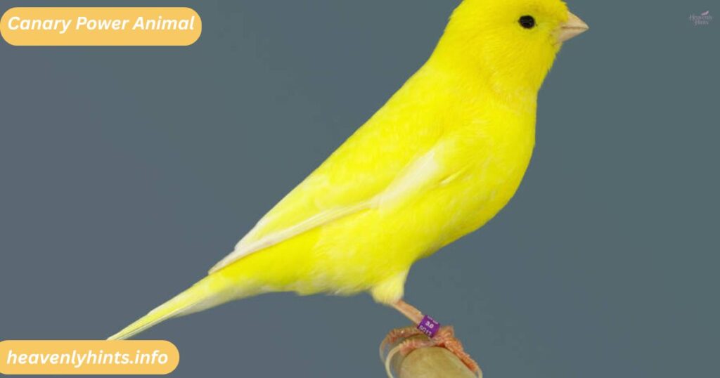 Canary Power Animal