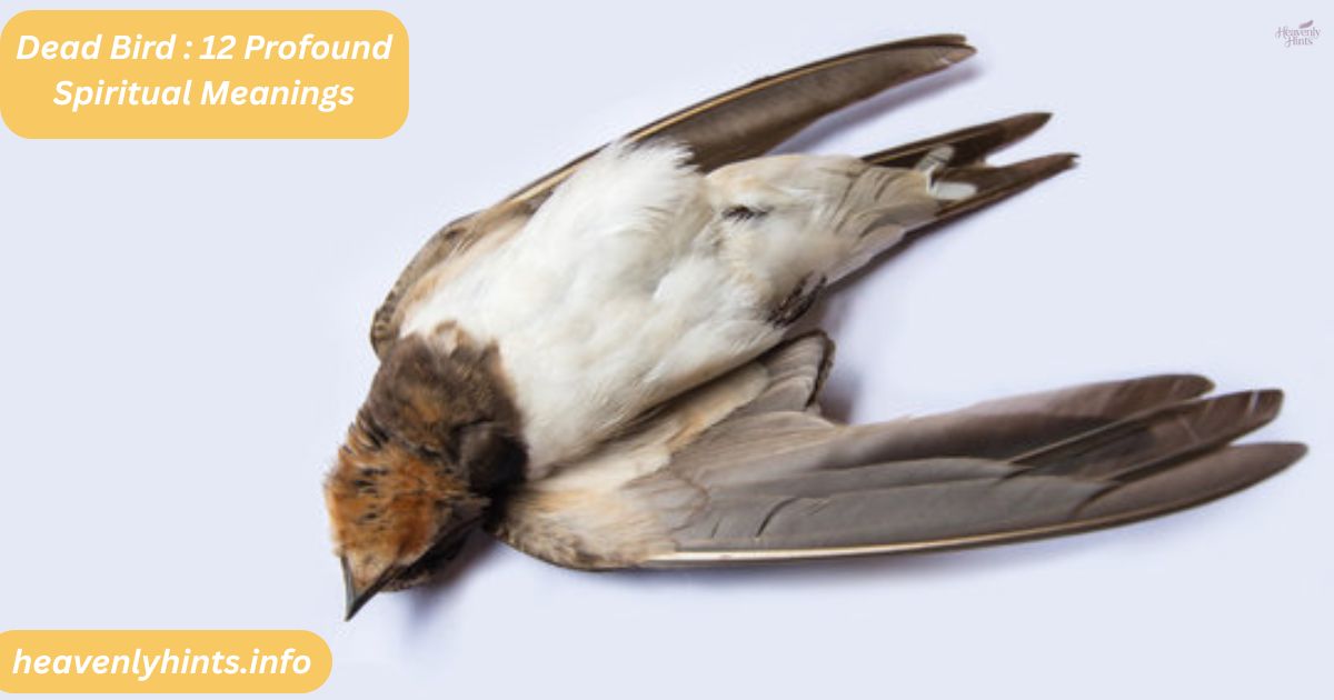 Dead Bird : 12 Profound Spiritual Meanings