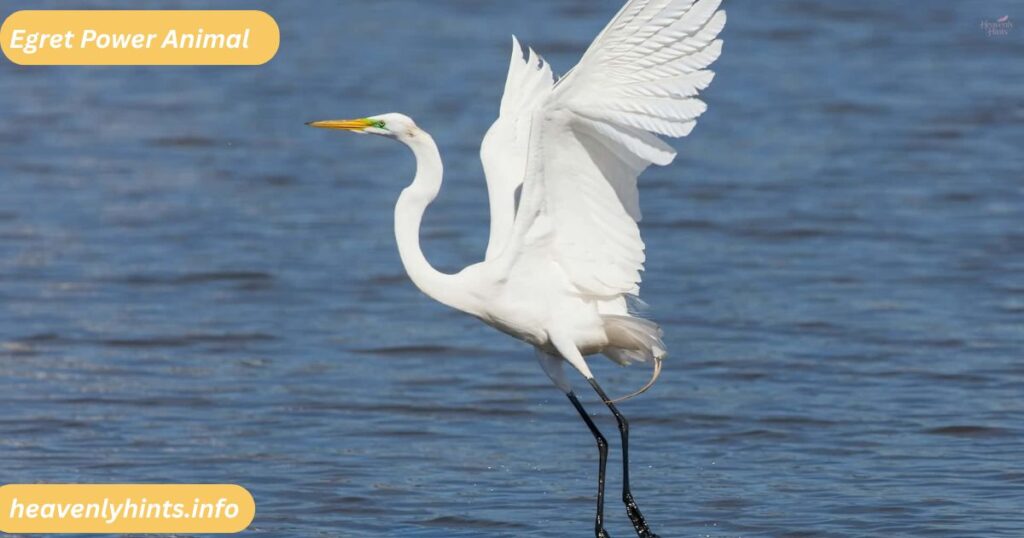 Egret Power Animal