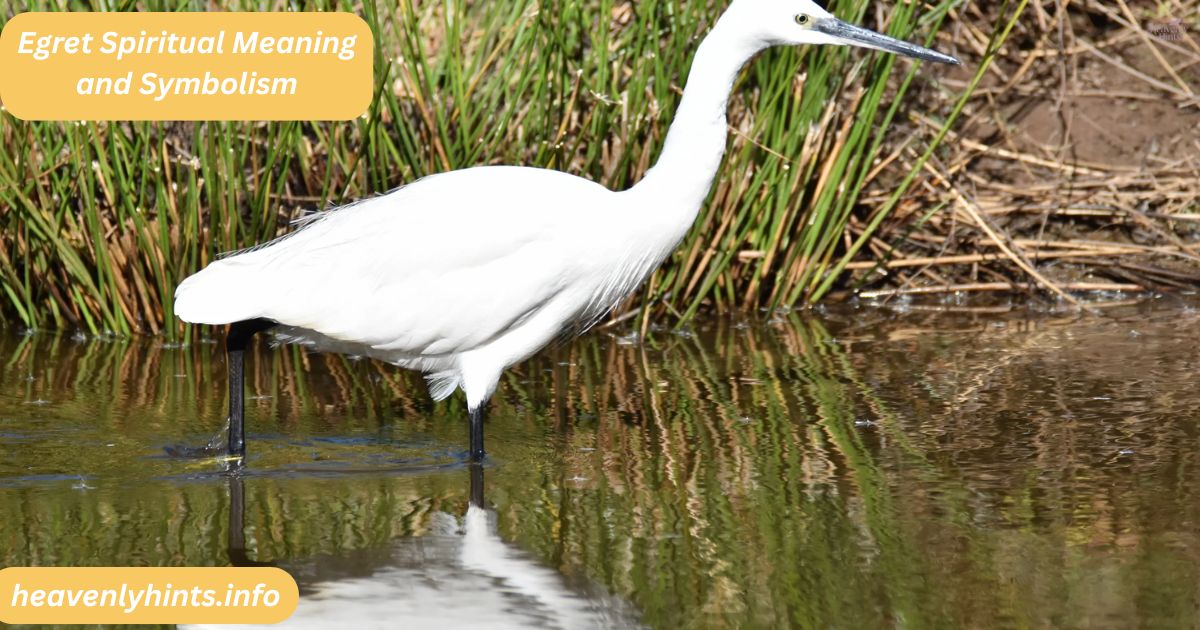 Egret Spiritual Meaning and Symbolism