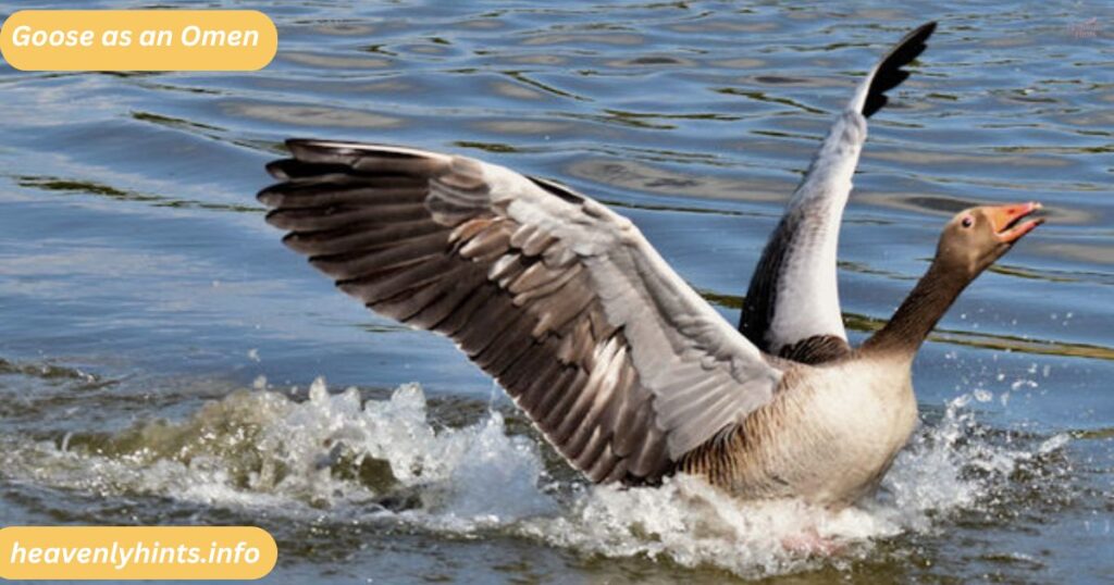 Goose as an Omen