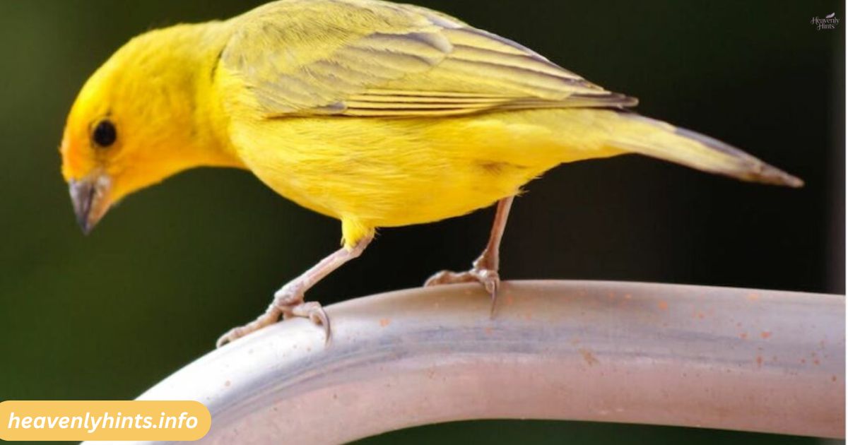 Canary Spiritual Meaning and Symbolism