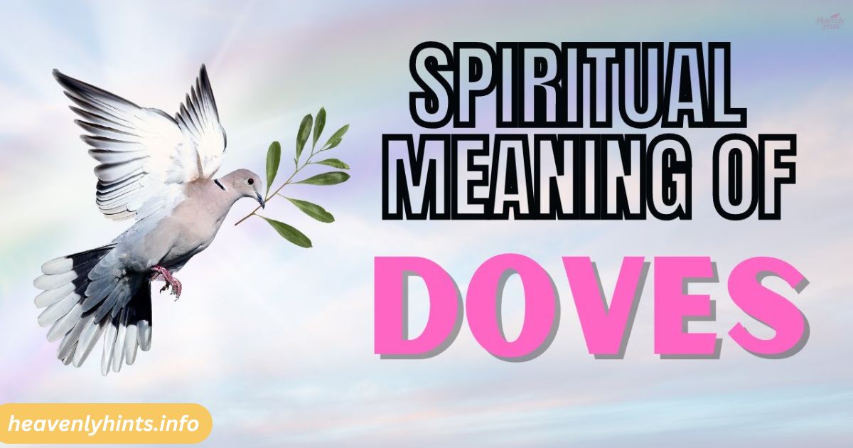 Mourning Dove Spiritual Meanings and Symbolism