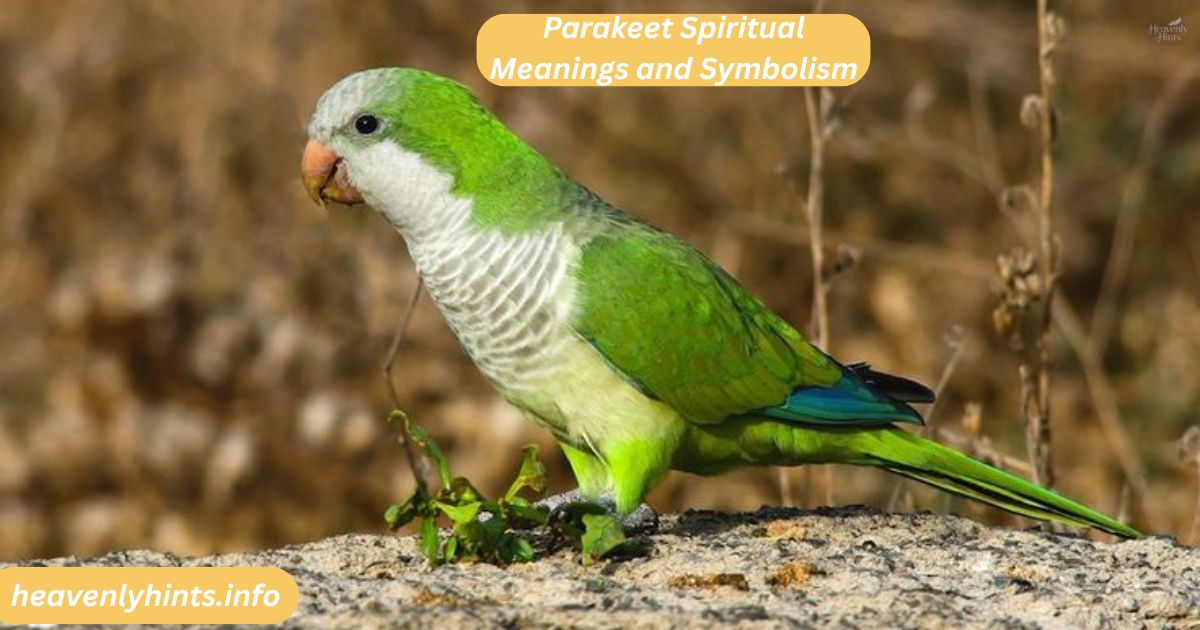 Parakeet Spiritual Meanings and Symbolism