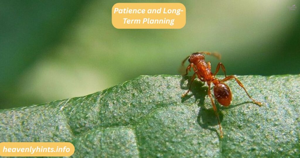 Patience and Long-Term Planning