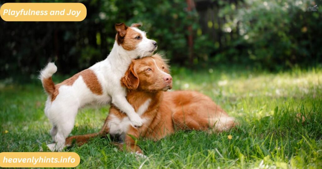 Playfulness and Joy