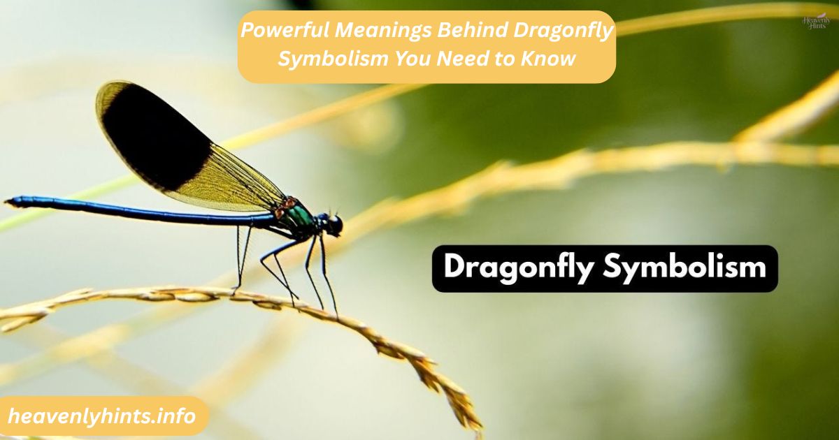 Powerful Meanings Behind Dragonfly Symbolism You Need to Know