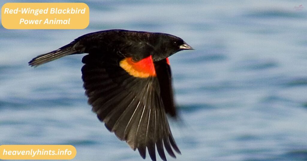 Red-Winged Blackbird Power Animal