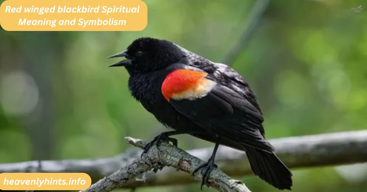 Red winged blackbird Spiritual Meaning and Symbolism