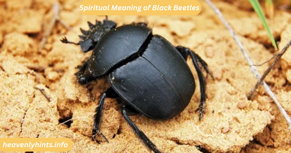 Spiritual Meaning of Black Beetles