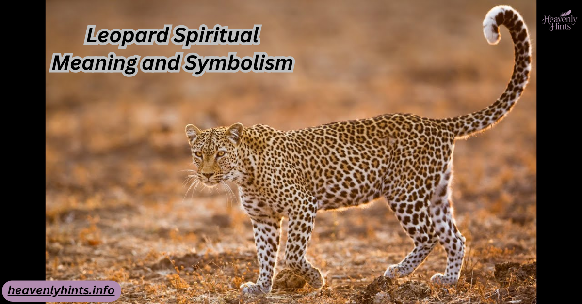 Leopard Spiritual Meaning and Symbolism