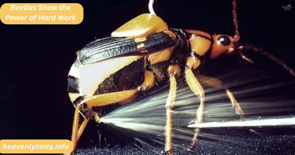 Beetles Show the Power of Hard Work