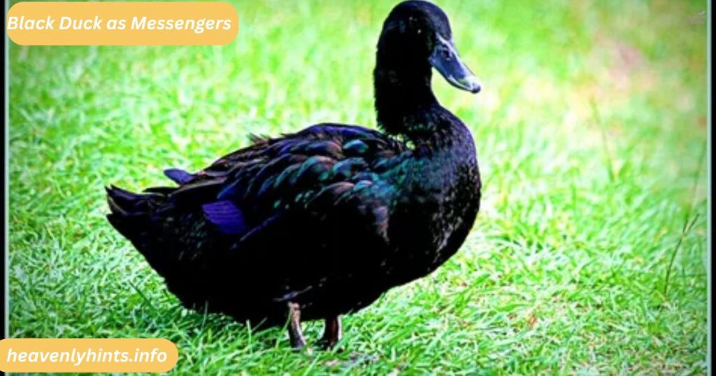 Black Duck as Messengers