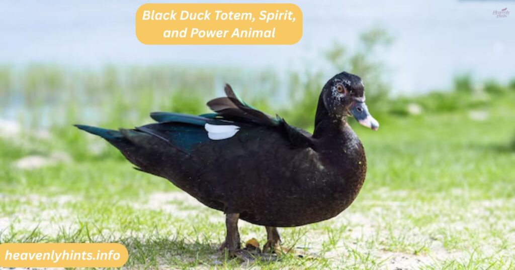 Black Duck Totem, Spirit, and Power Animal