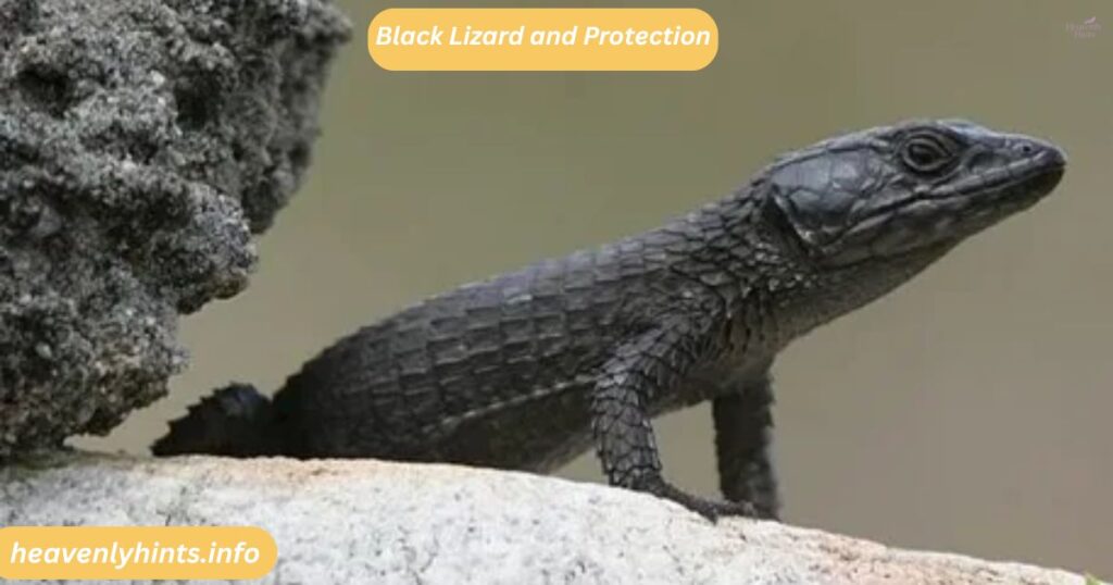 Black Lizard and Protection