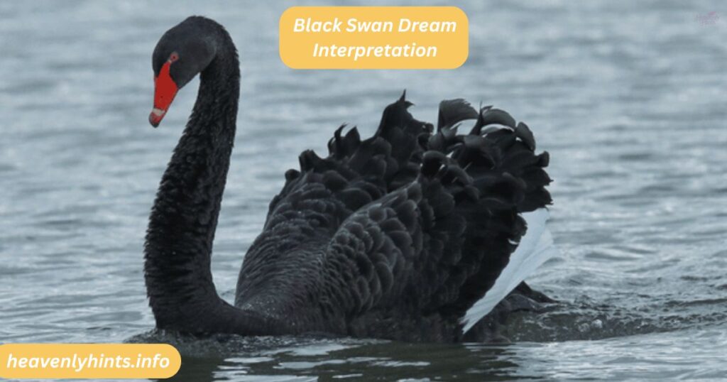 Black Swan Dream Interpretation