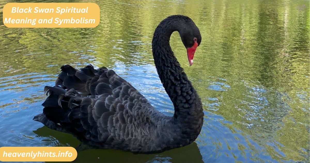 Black Swan Spiritual Meaning and Symbolism
