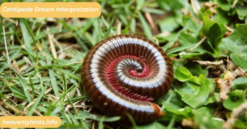 Centipede Dream Interpretation
