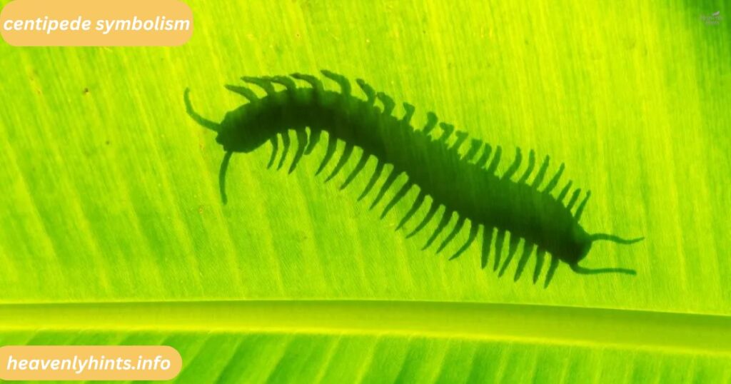 Centipede Symbolism