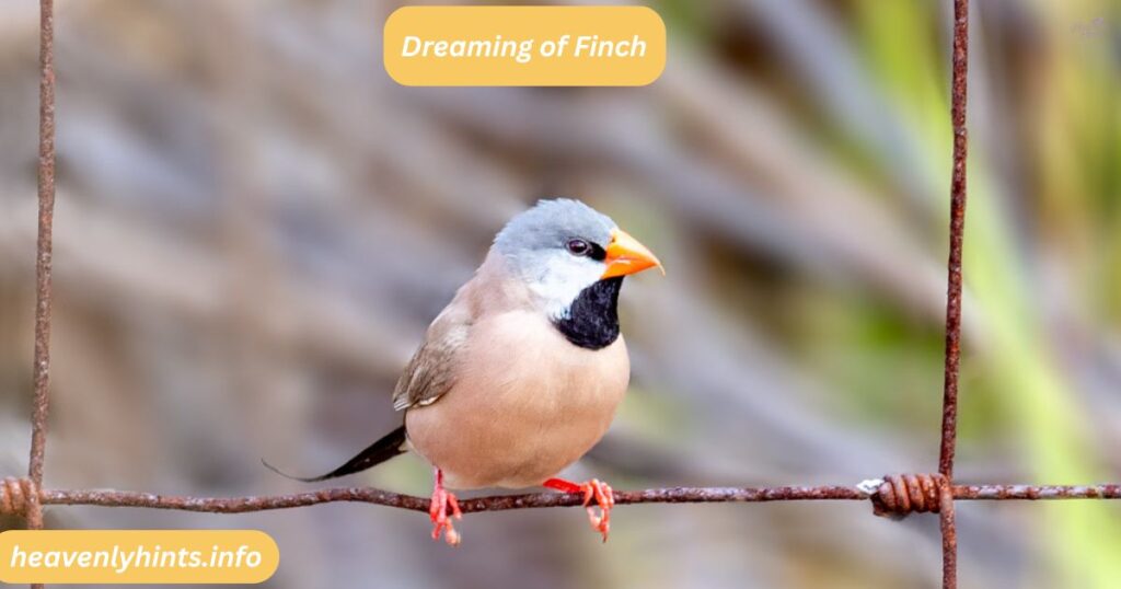 Dreaming of Finch
