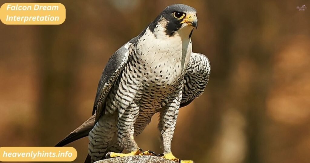 Falcon Dream Interpretation