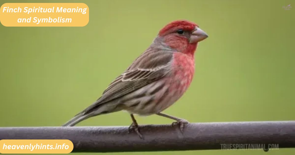 Finch Spiritual Meaning and Symbolism