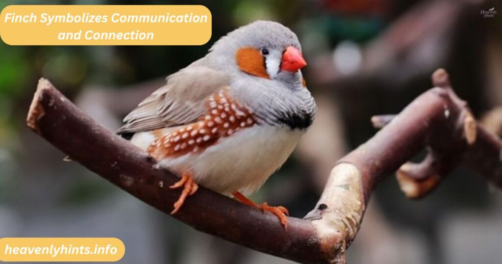 Finch Symbolizes Communication and Connection