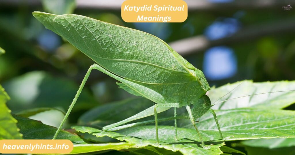 Katydid Spiritual Meanings