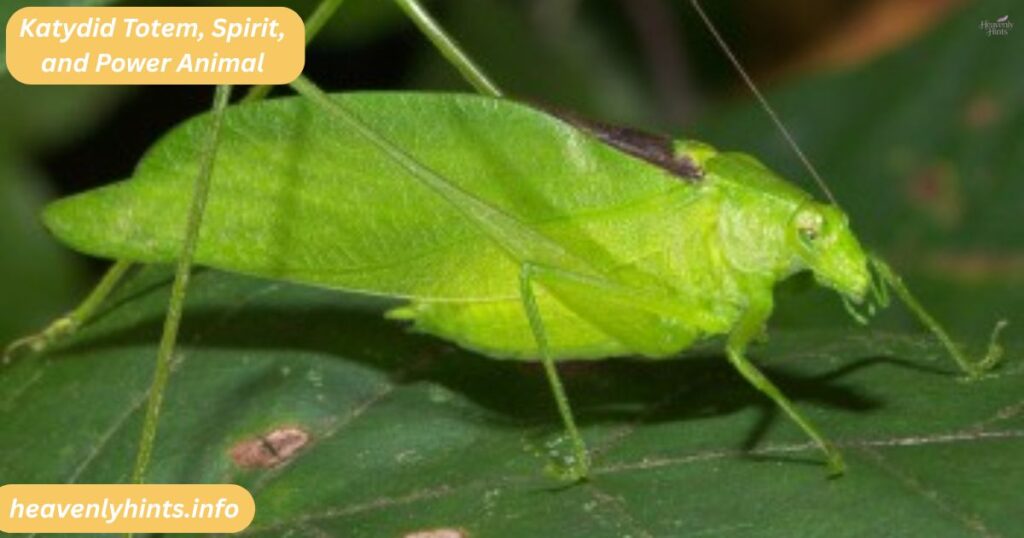 Katydid Totem, Spirit, and Power Animal
