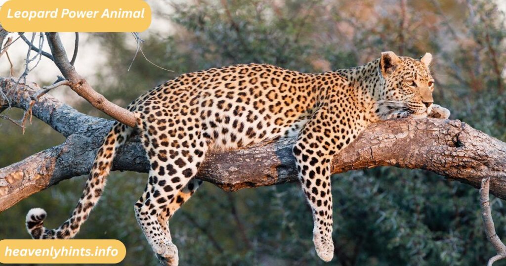 Leopard Power Animal