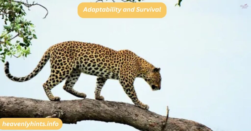 Adaptability and Survival