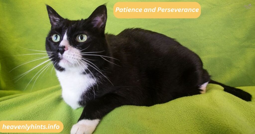 Patience and Perseverance