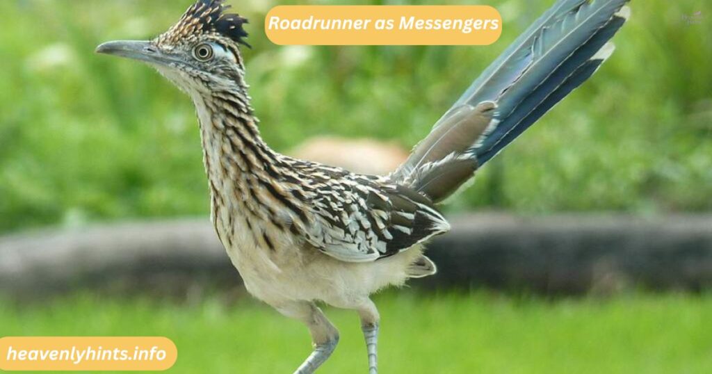 Roadrunner as Messengers