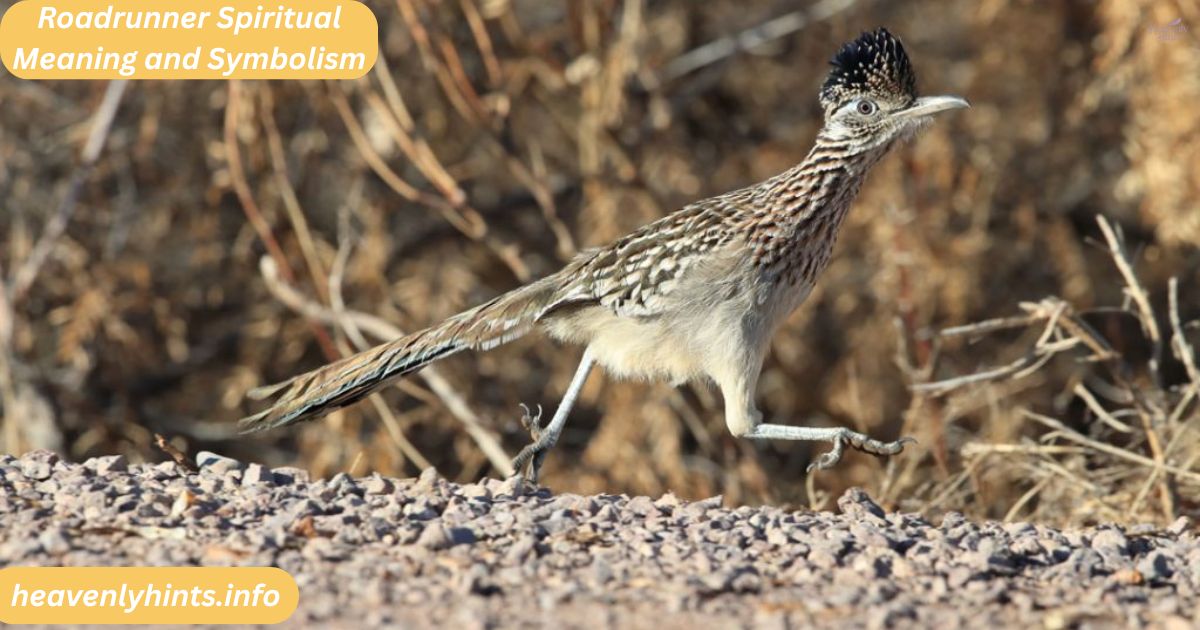 Roadrunner Spiritual Meaning and Symbolism