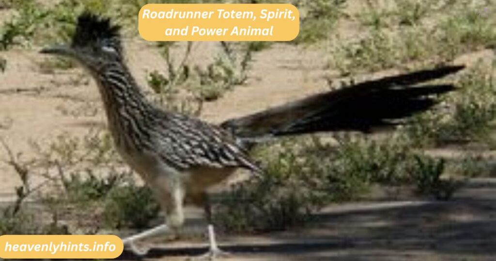 Roadrunner Totem, Spirit, and Power Animal
