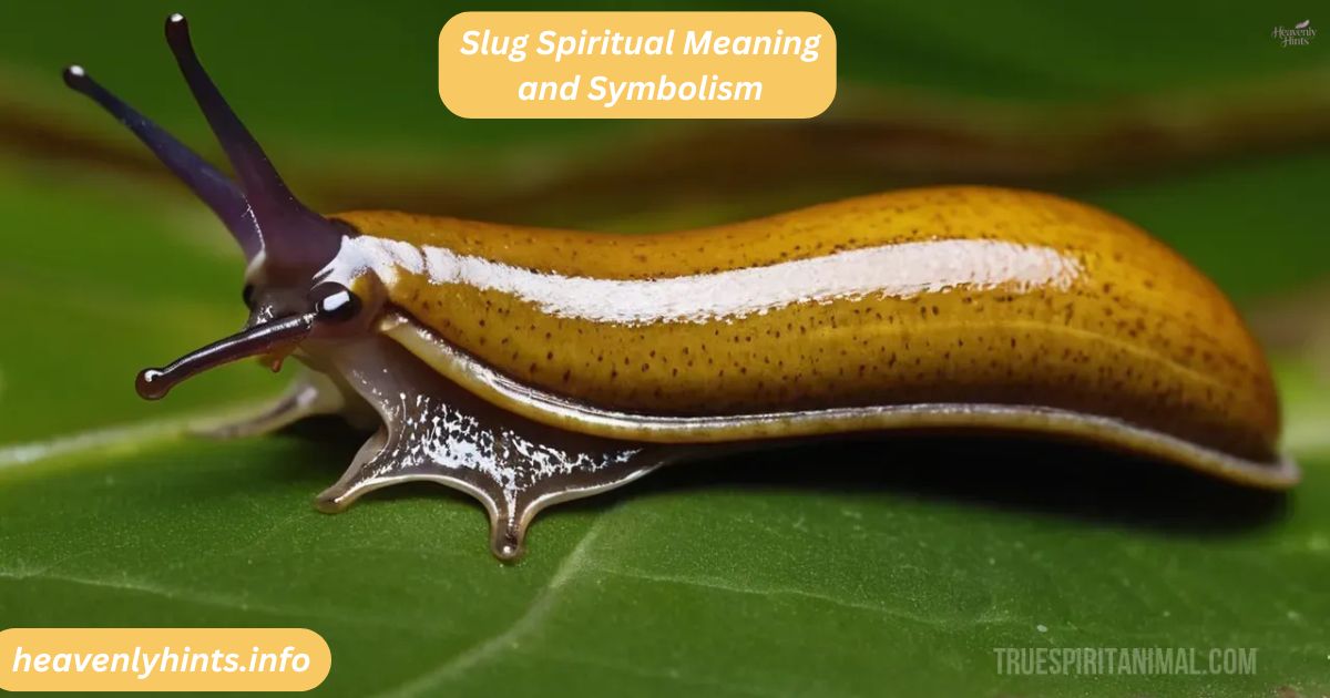 Slug Spiritual Meaning and Symbolism