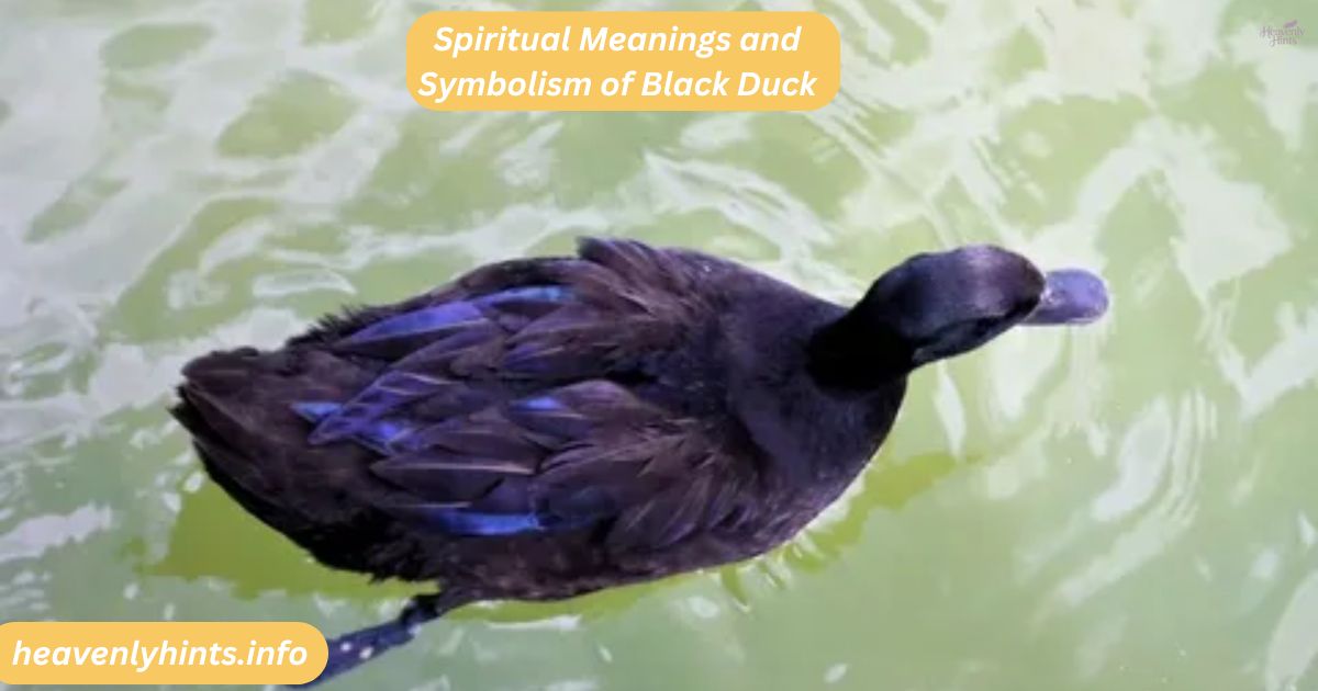 Spiritual Meanings and Symbolism of Black Duck