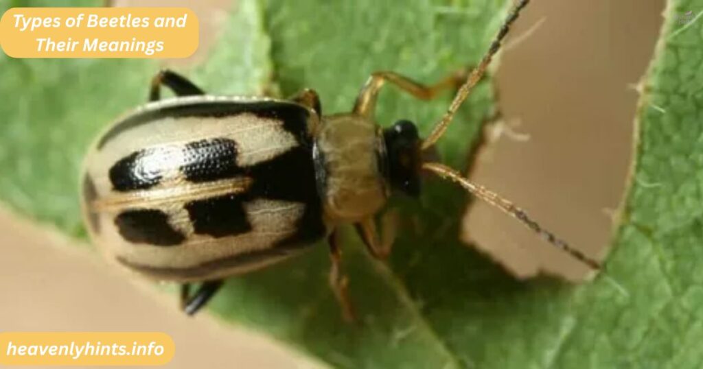 Types of Beetles and Their Meanings