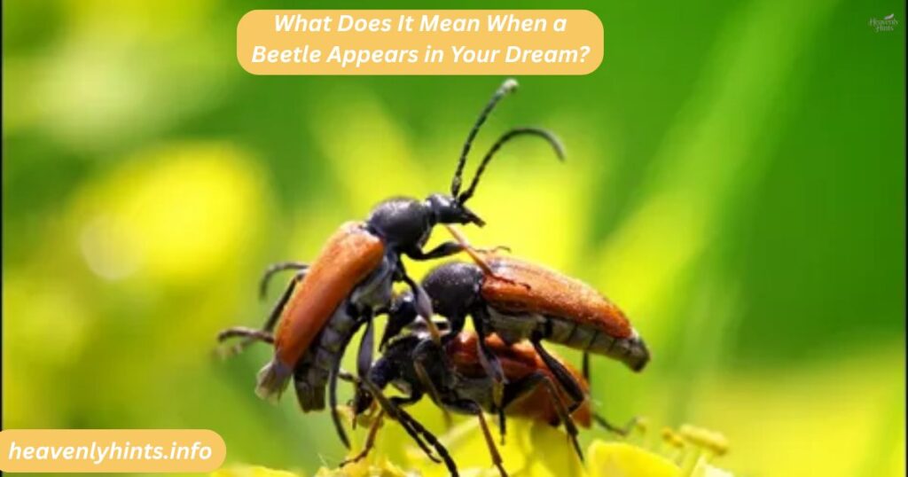 What Does It Mean When a Beetle Appears in Your Dream?
