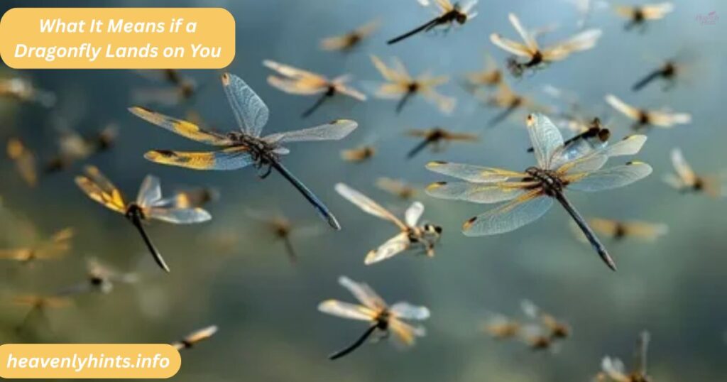 What It Means if a Dragonfly Lands on You