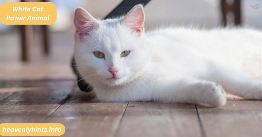 White Cat Power Animal
