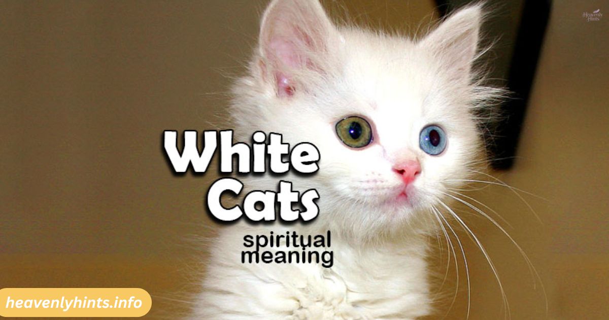 White Cat Spiritual Meaning and Symbolism