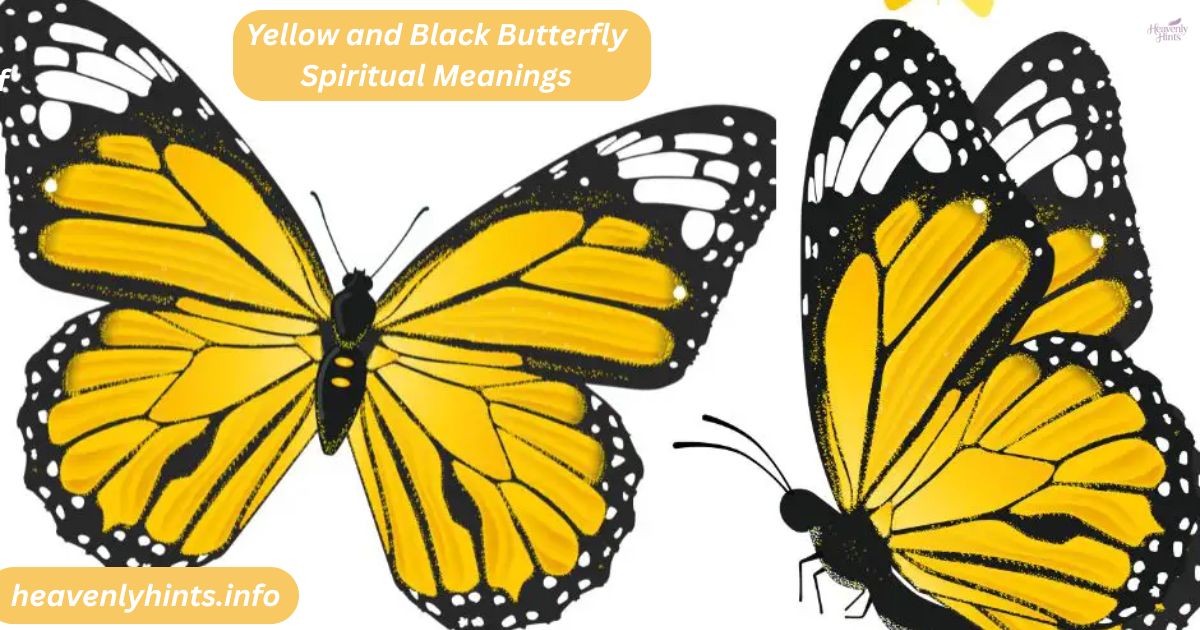 Yellow and Black Butterfly Spiritual Meanings