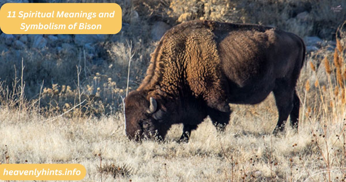 11 Spiritual Meanings and Symbolism of Bison